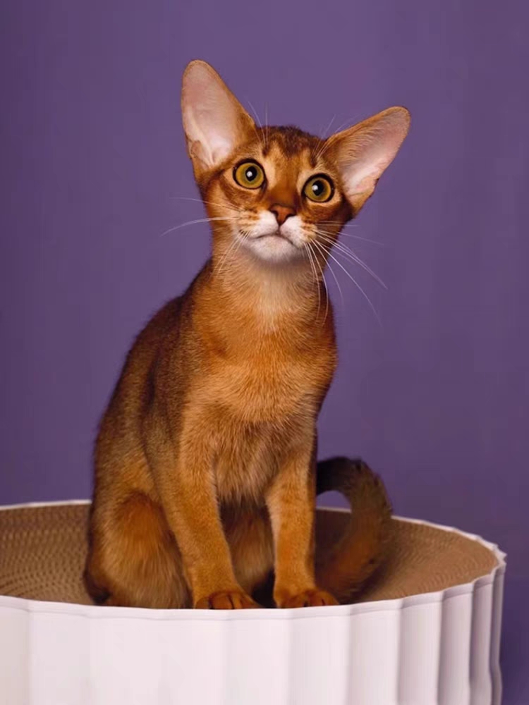猫舍直销,批发价出售,阿比西尼亚